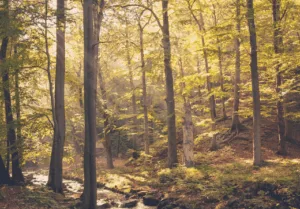nature