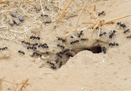 ant hive